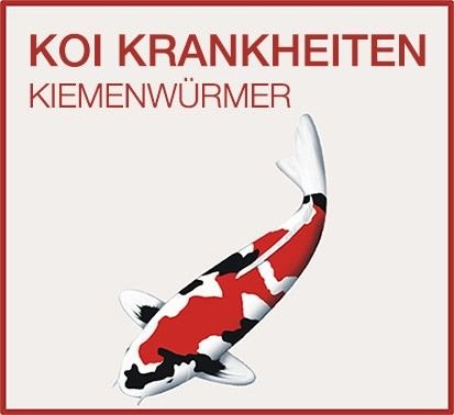 Kiemenwurm / Kiemen Fische befallen - Niederrhein-Koi