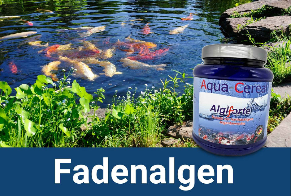 Fadenalgenvernichter kaufen für den Teich