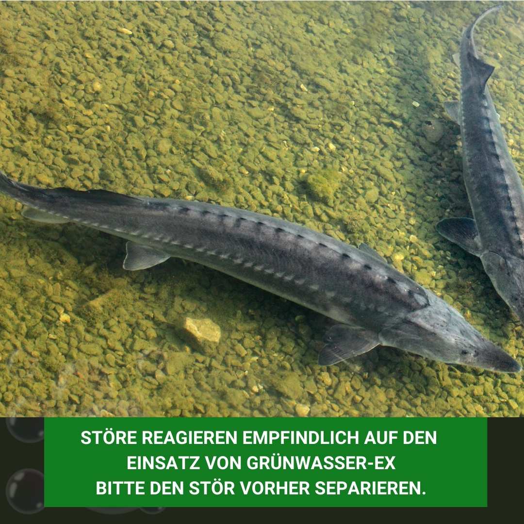 Grünwasser-EX nicht bei Stören anwenden