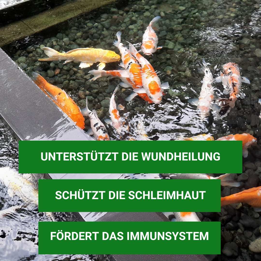 KOI HUMIN Wundheilung