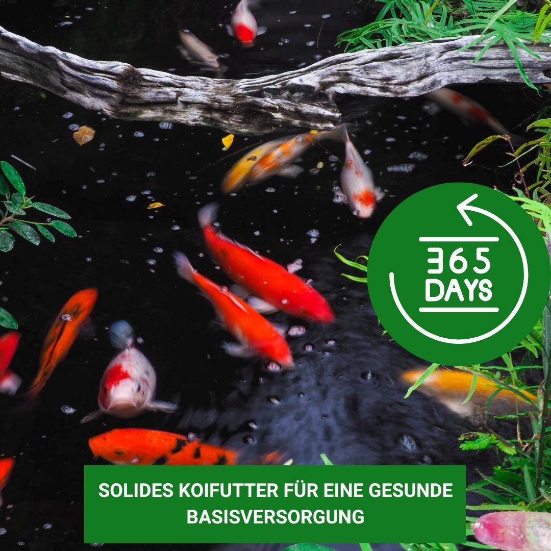 360 Tage Koifutter kaufen im Koishop