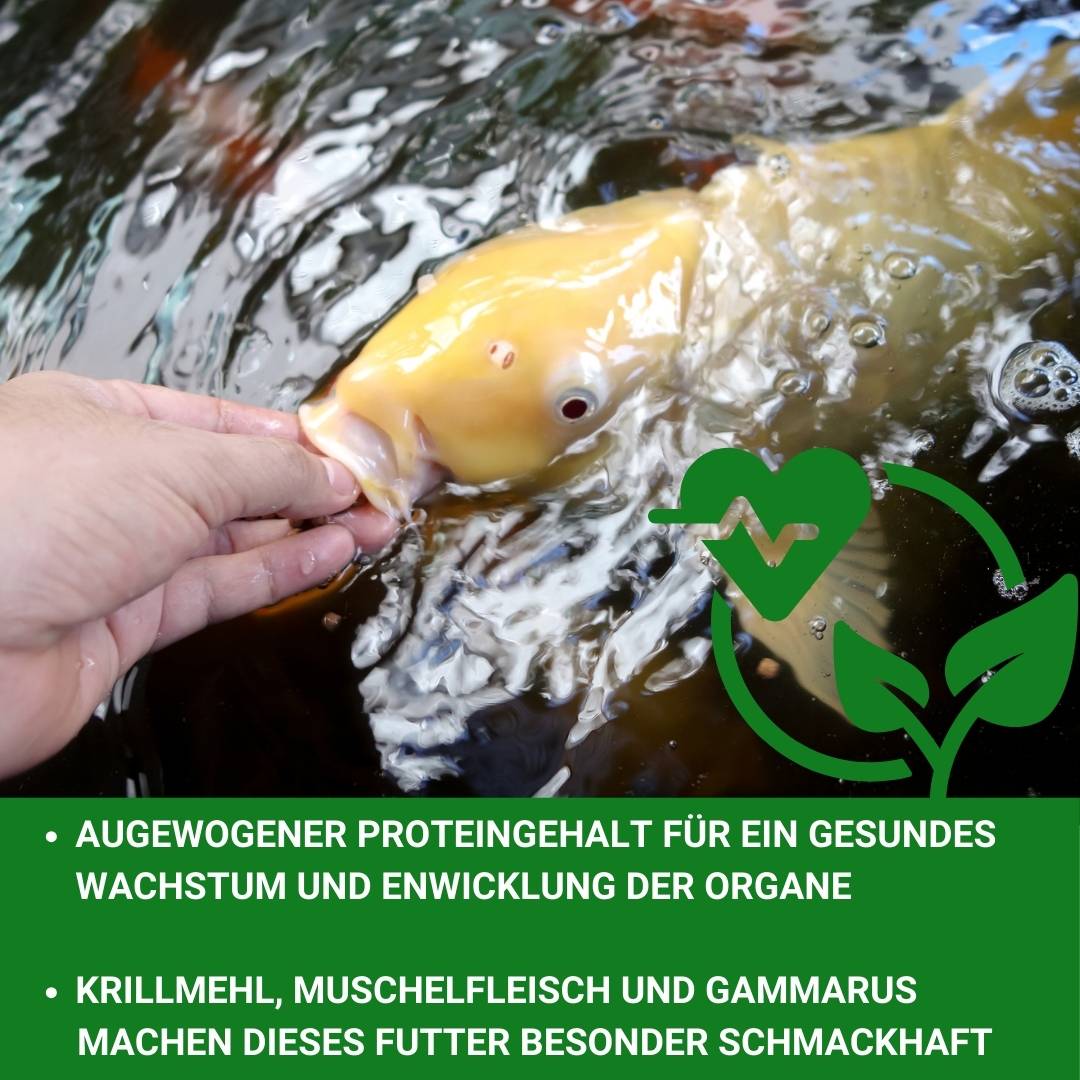 Koifutter steilsinkend mit Krillmehl und Muschelfleisch für das ganze Jahr