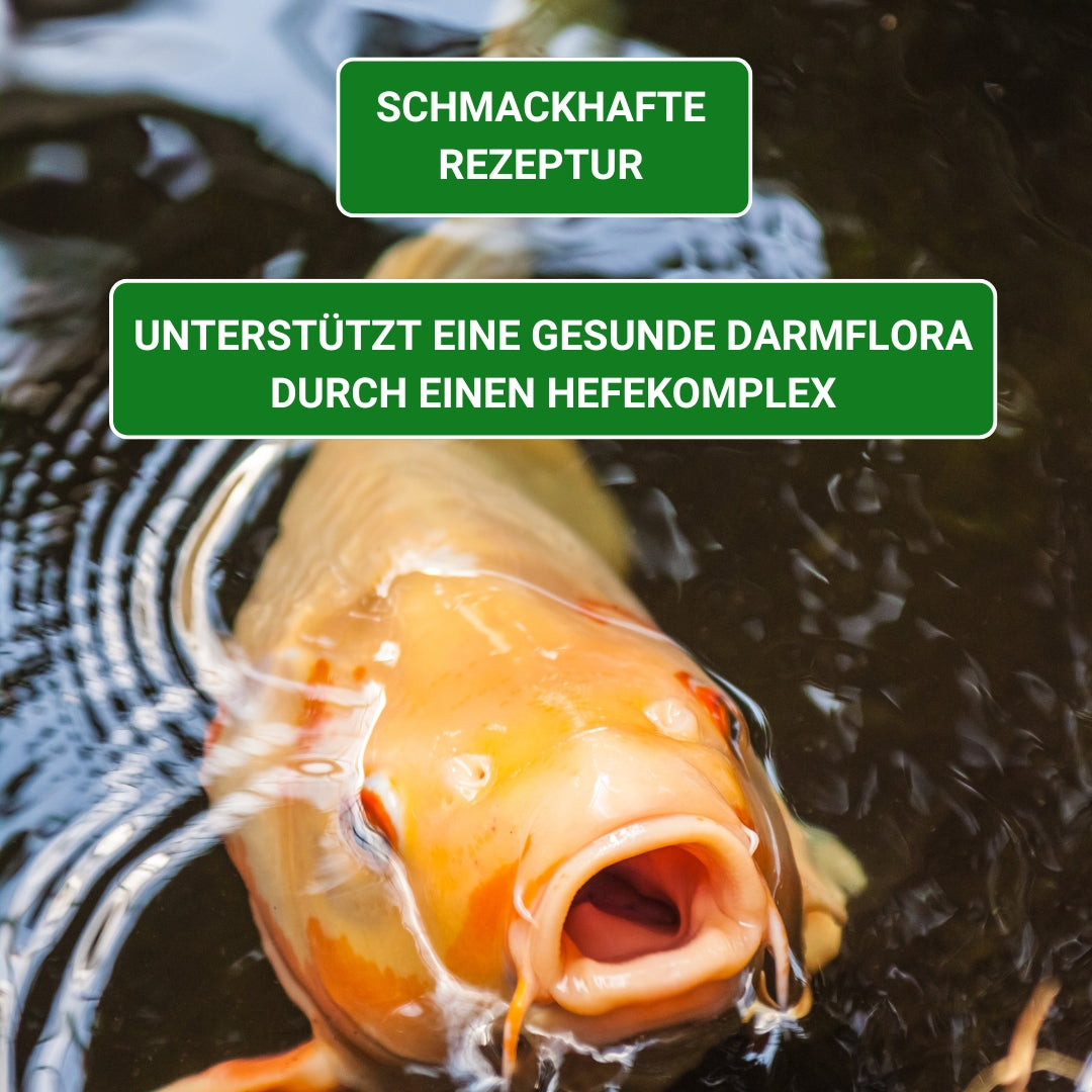 Koifutter mit Spirulina unterstützt die Gesundheit der KOI