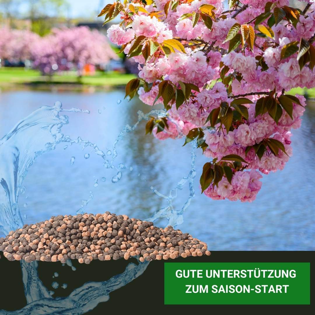 Koifutter für den Frühling