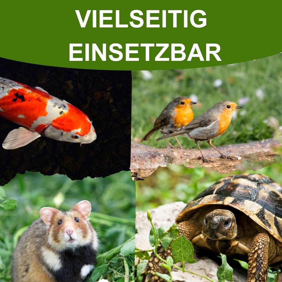 getrocknete Insekten für KOI, Vögel, Nager und Reptilien