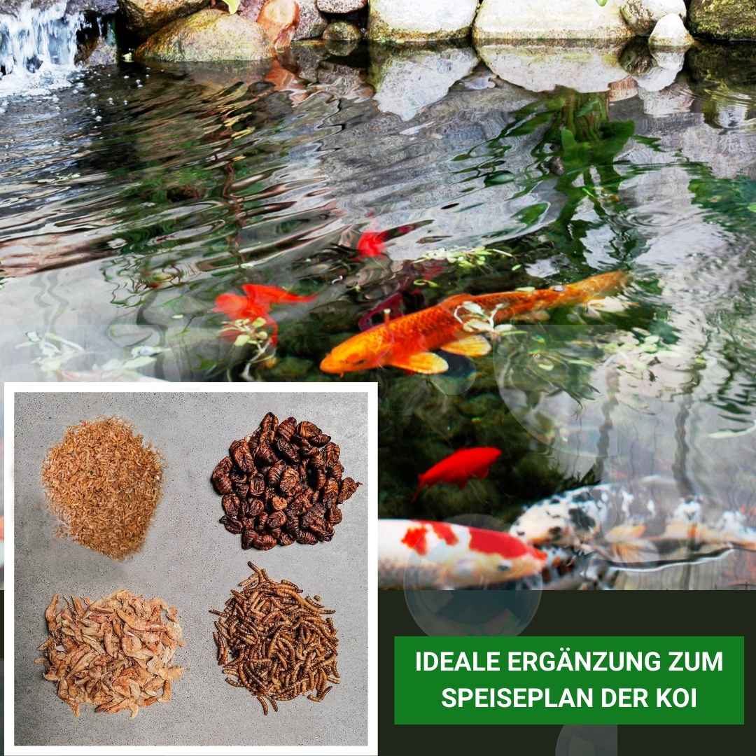 Insektus® Mehr Sorten Mix 1000g -Nachfüllbeutel-