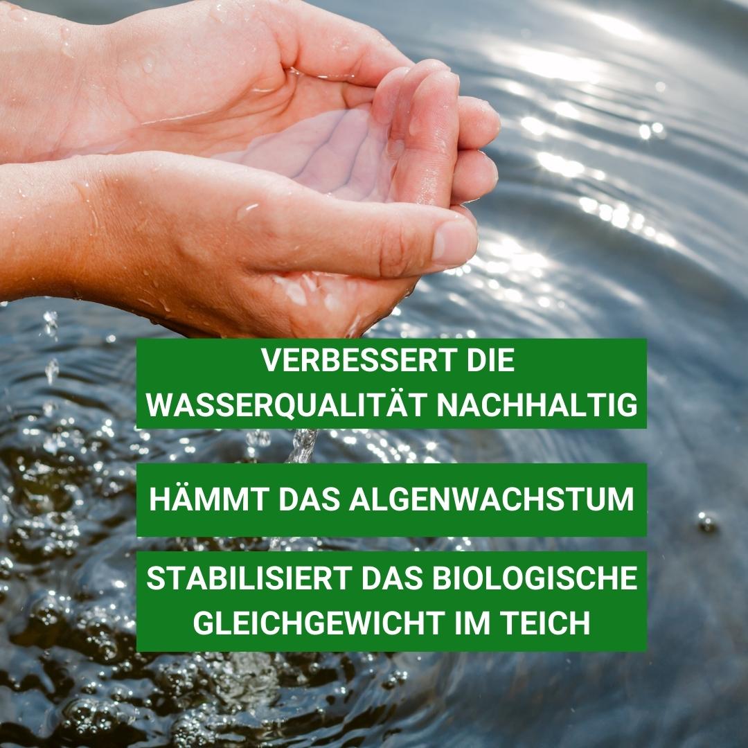 Milchsäurebakterien verbessern die Wasserqualität