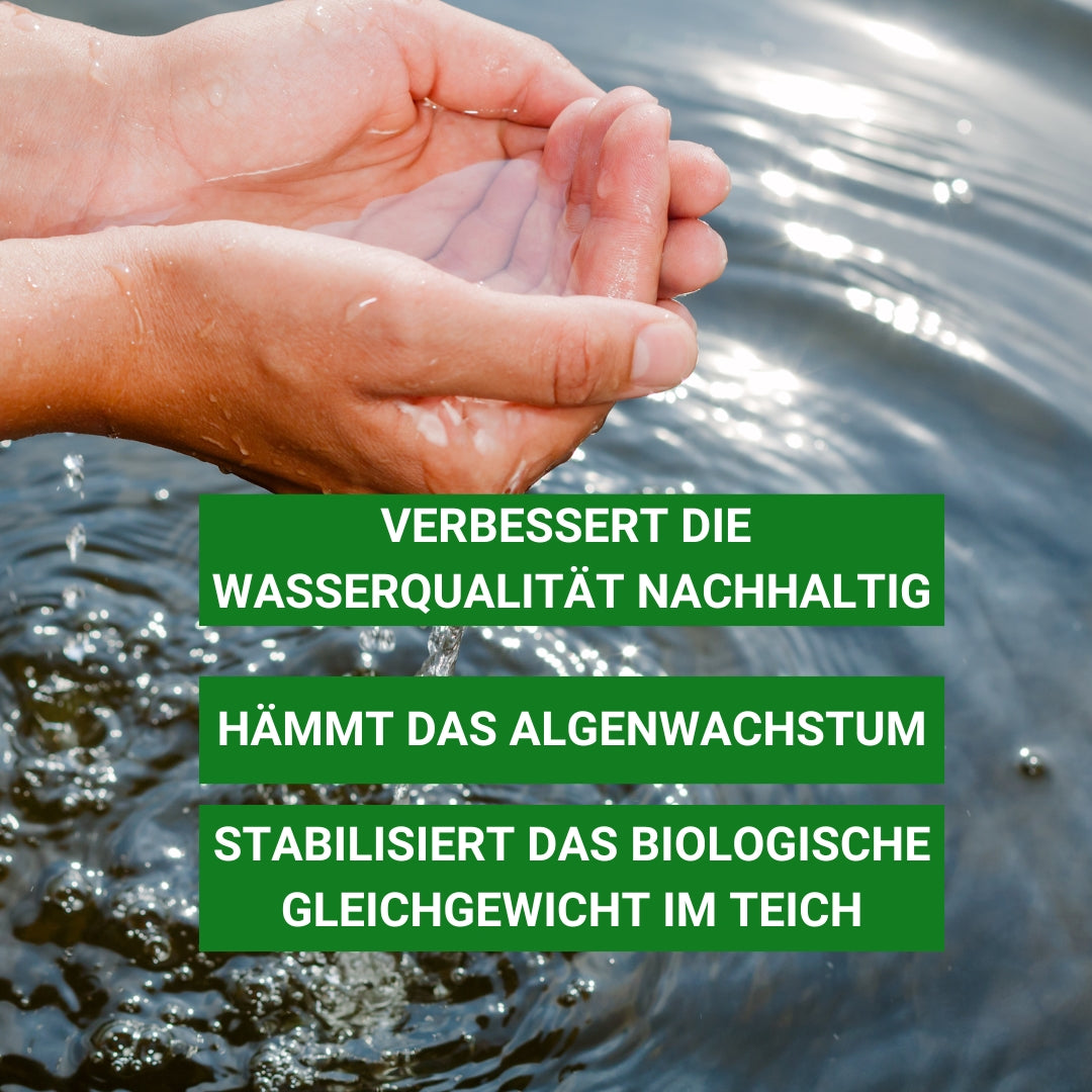 Milchsäurebakterien verbessern die Wasserqualität im Teich