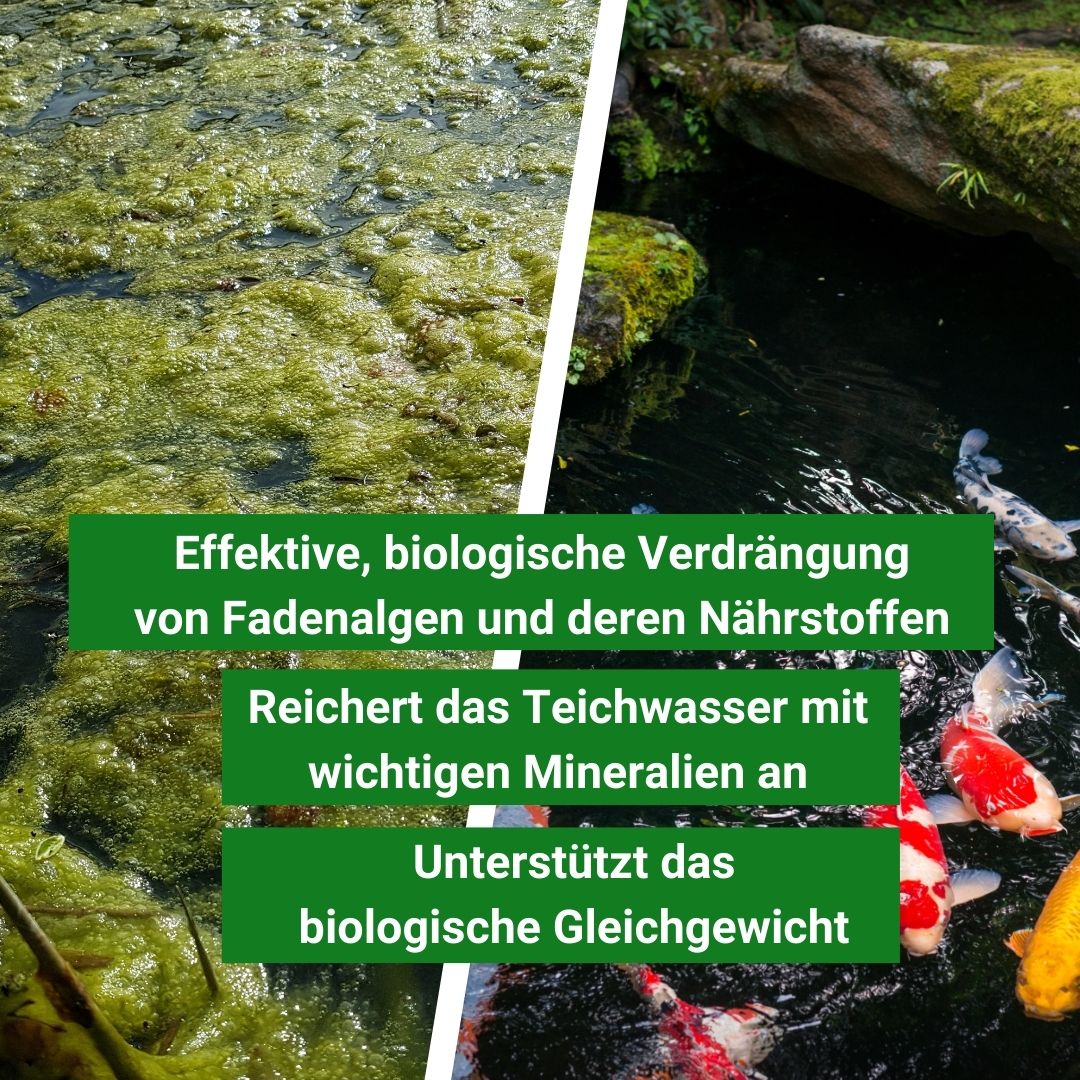 Fadenalgen im Teich bekämpfen - die biologische Lösung